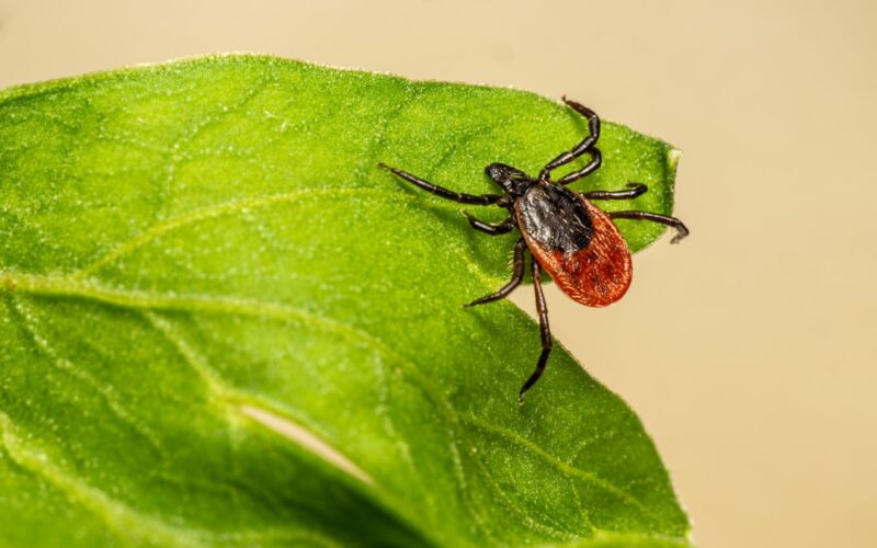 Moth Prevention Strategies for Period Properties and Listed Buildings