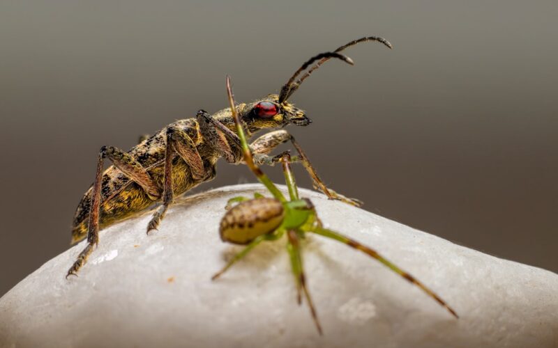 Silverfish Infestations in British Bathrooms: Causes and Cures