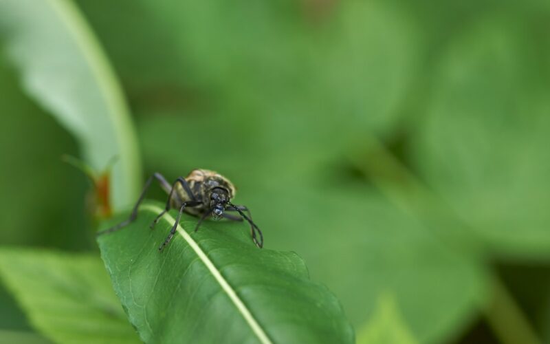 Carpet Beetle Control in Georgian and Edwardian Properties