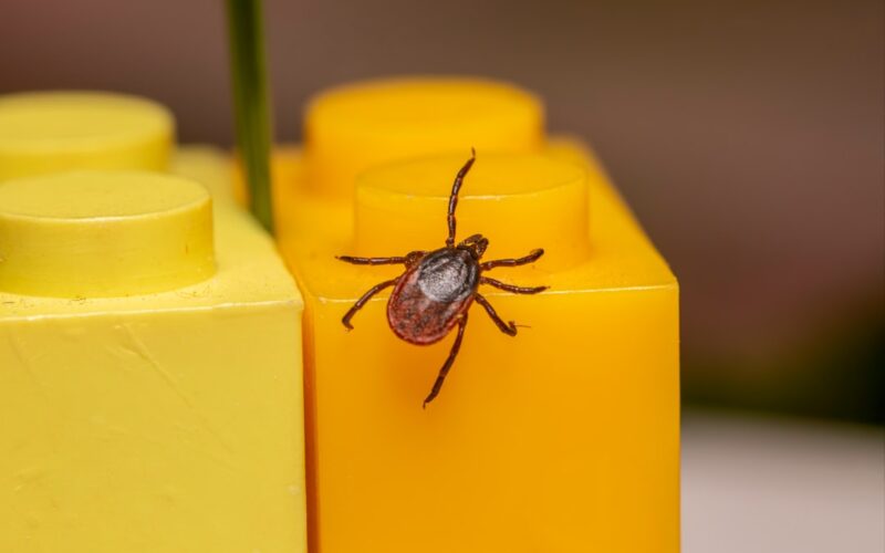 Rodent-Proofing New Build Homes: Developer Standards and Homeowner Rights