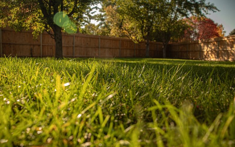 Wildflower Meadows: Creating Low-Maintenance Gardens for UK Wildlife