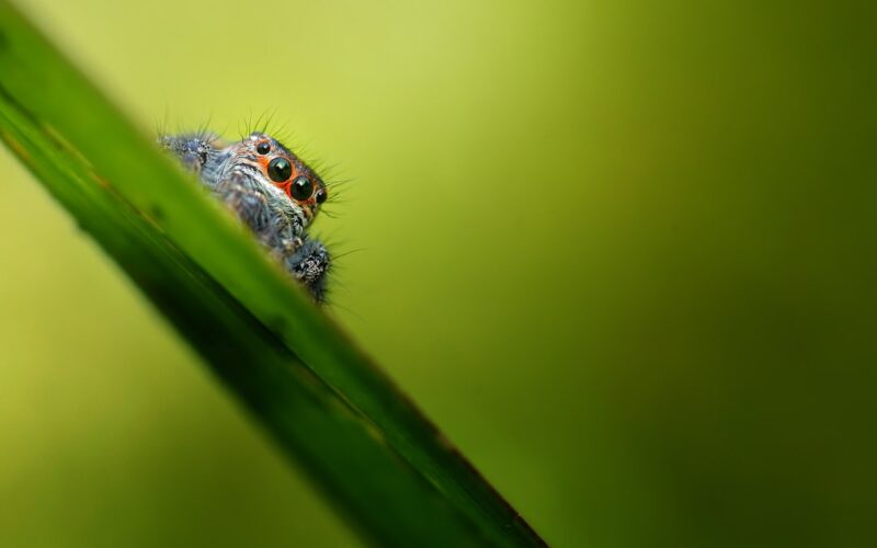 Dealing with Clothes Moths: Protection for Vintage and Designer Wardrobes