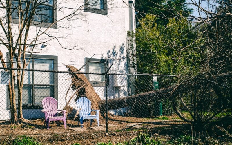 Protected Tree Orders: Legal Requirements Before Removing Garden Trees