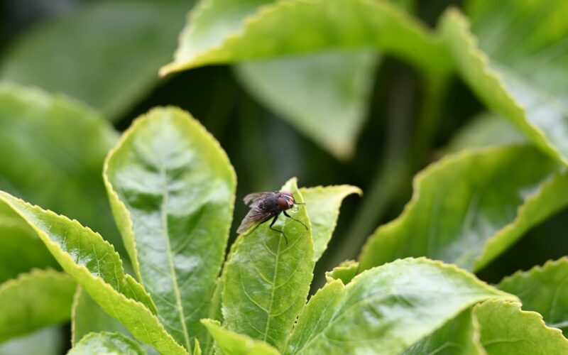 Japanese Knotweed: Legal Obligations for UK Property Owners