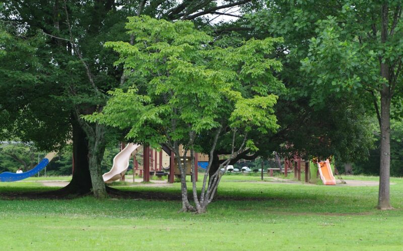 TPO Trees: Legal Requirements Before Removing Protected Trees