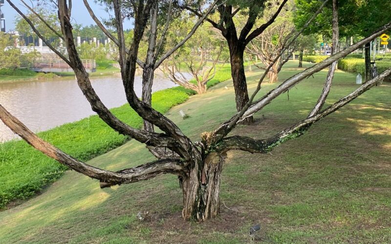 Emergency Tree Surgery: Storm Response and Insurance Coverage