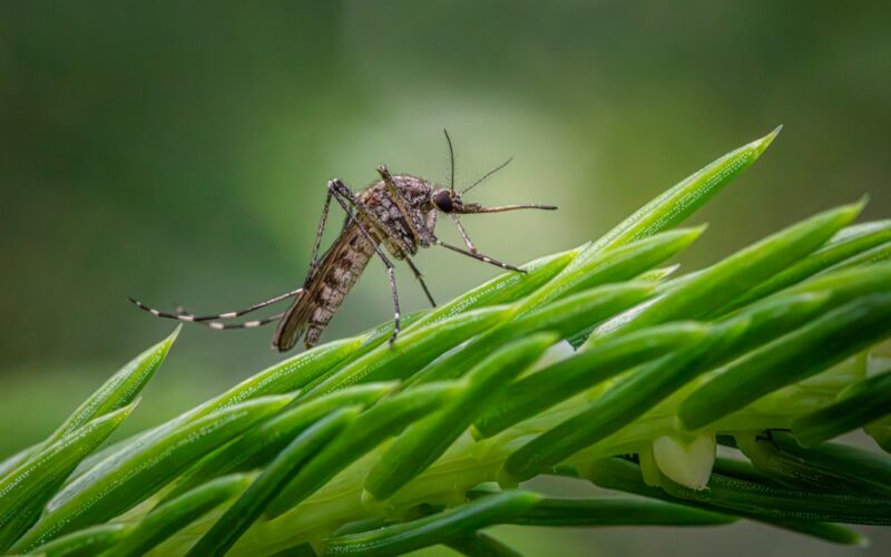 Silverfish Infestations: Protecting Books and Paper Archives