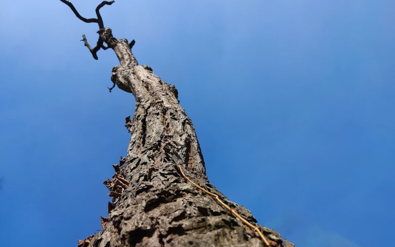 Protected Tree Orders: Navigating Legal Requirements for Removal