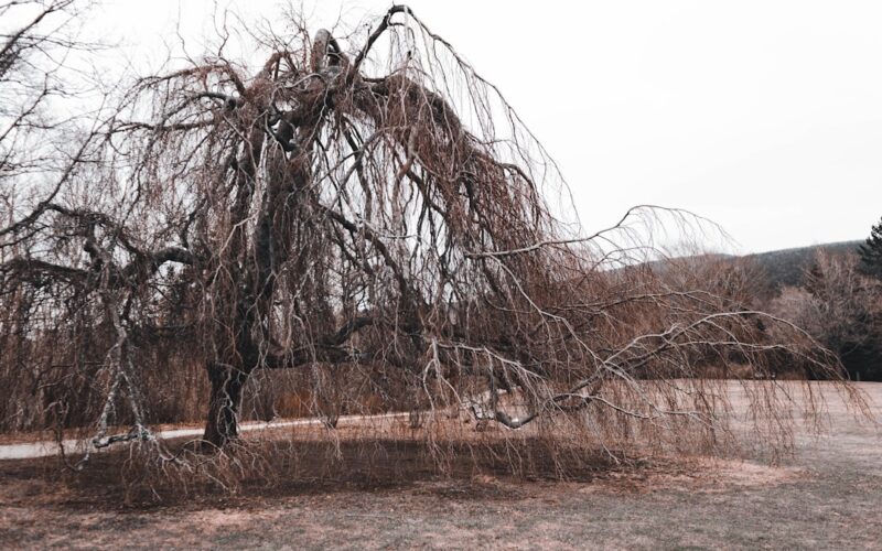 Tree Preservation Orders: Navigating Council Regulations