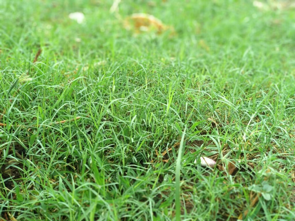 Artificial Grass vs Natural Turf: Maintenance Costs Over 10 Years