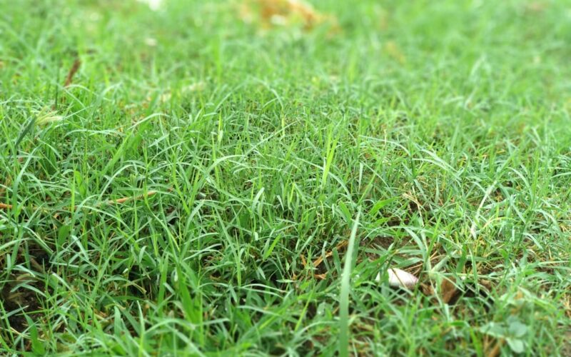 Artificial Grass vs Natural Turf: Maintenance Costs Over 10 Years