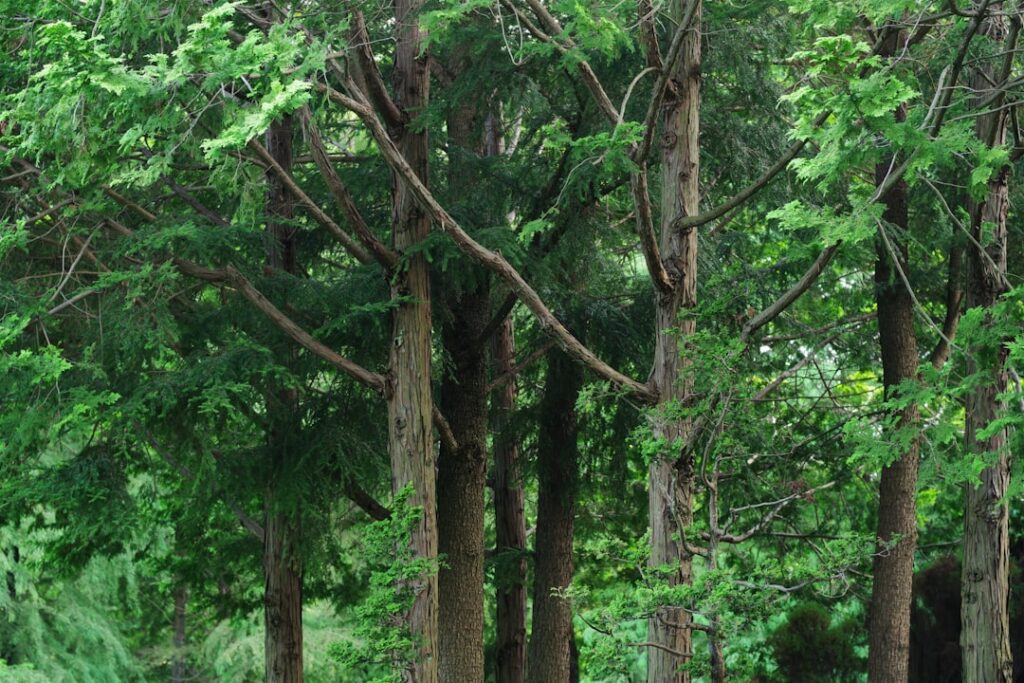 Ash Dieback Disease: Emergency Removal Timeline Guidelines