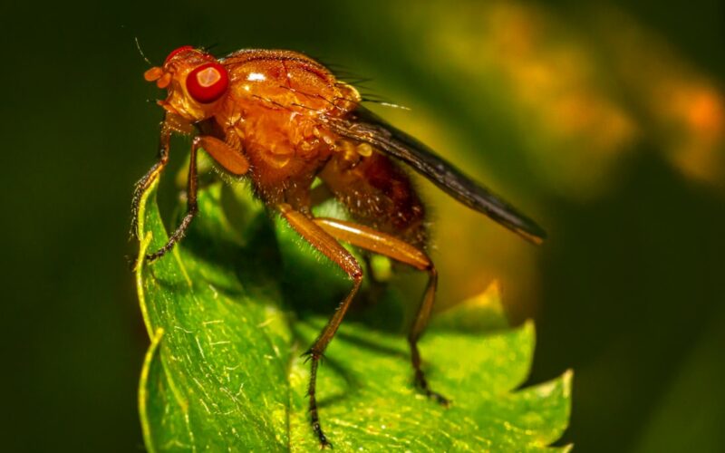 Carpet Moth Larvae: Identifying Damage in UK Wool Carpets