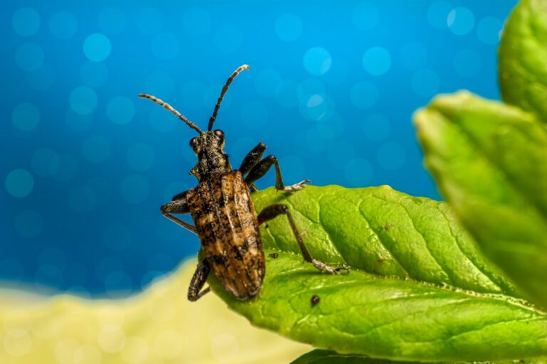 Wasp Nest Removal: Safe Distances and Legal Requirements