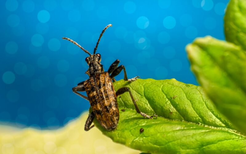 Wasp Nest Removal: Safe Distances and Legal Requirements