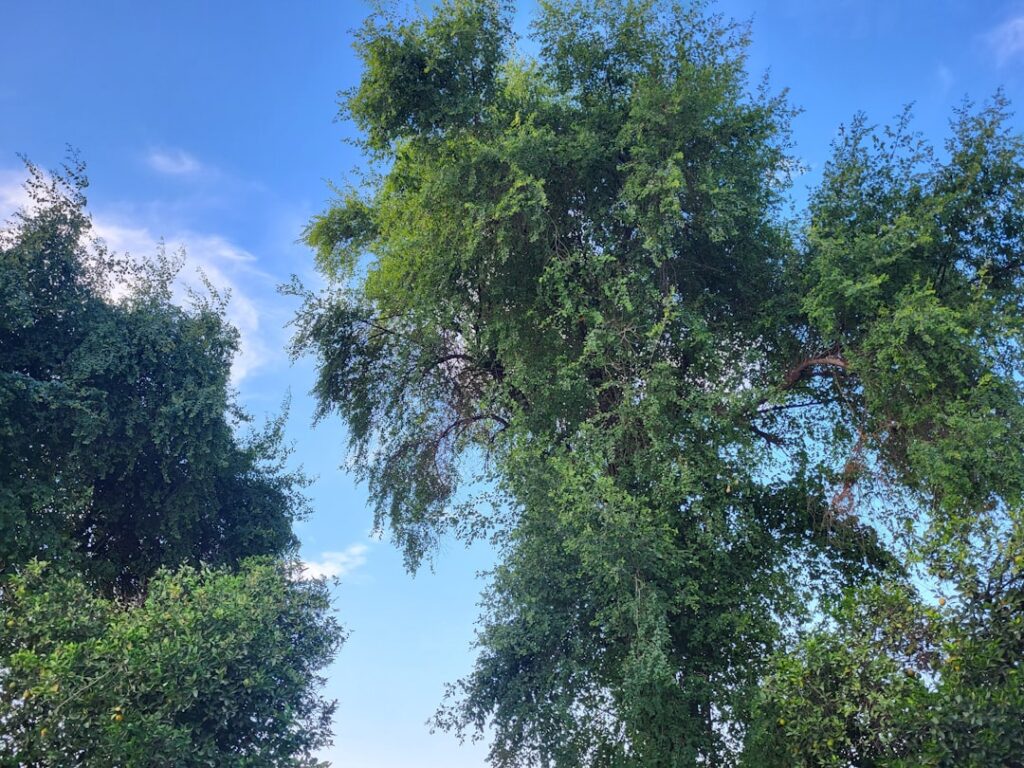 TPO Applications: When Council Permission Is Required for Tree Work