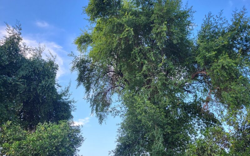 TPO Applications: When Council Permission Is Required for Tree Work