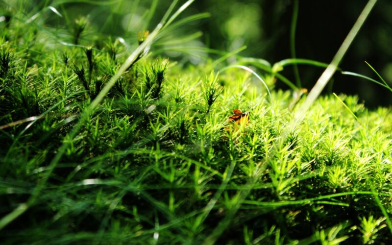 Chafer Grub Control: Protecting UK Lawns from Crow Damage