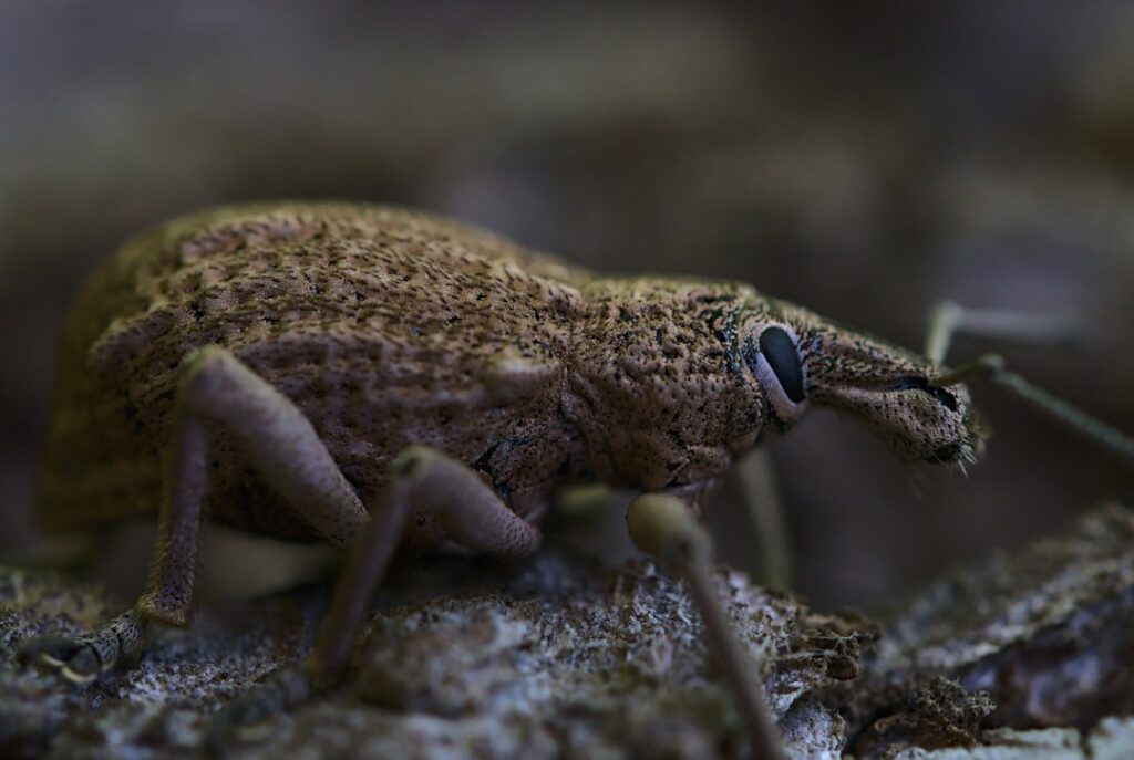 Cluster Fly Hibernation: Sealing UK Loft Spaces Effectively