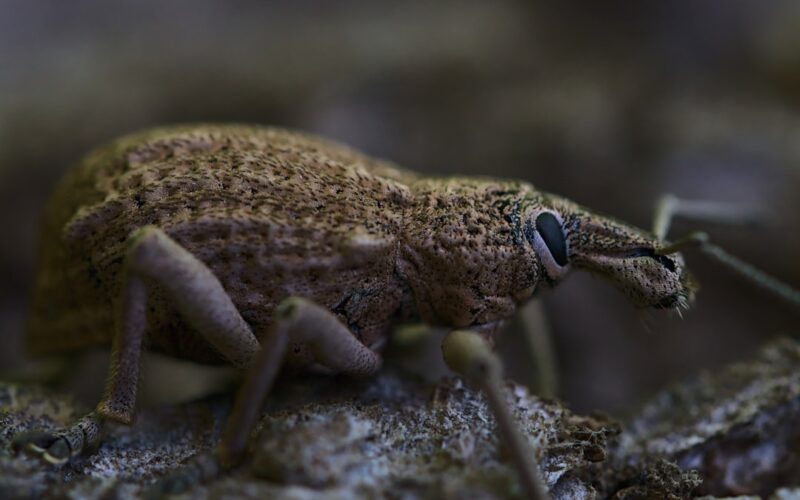 Cluster Fly Hibernation: Sealing UK Loft Spaces Effectively