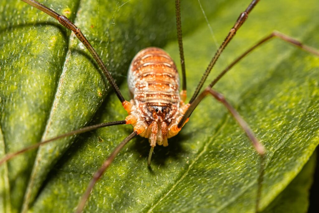 Cluster Fly Infestations in Rural UK Loft Spaces