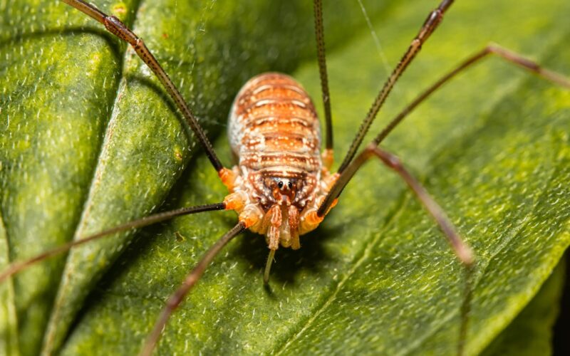 Cluster Fly Infestations in Rural UK Loft Spaces