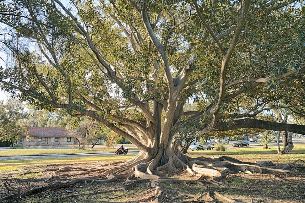 Honey Fungus Identification: Protecting Neighbouring Trees