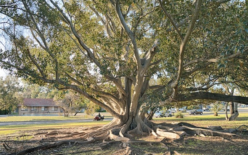 Honey Fungus Identification: Protecting Neighbouring Trees