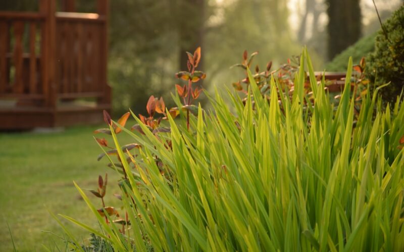 Japanese Garden Design: Creating Zen Spaces in British Gardens