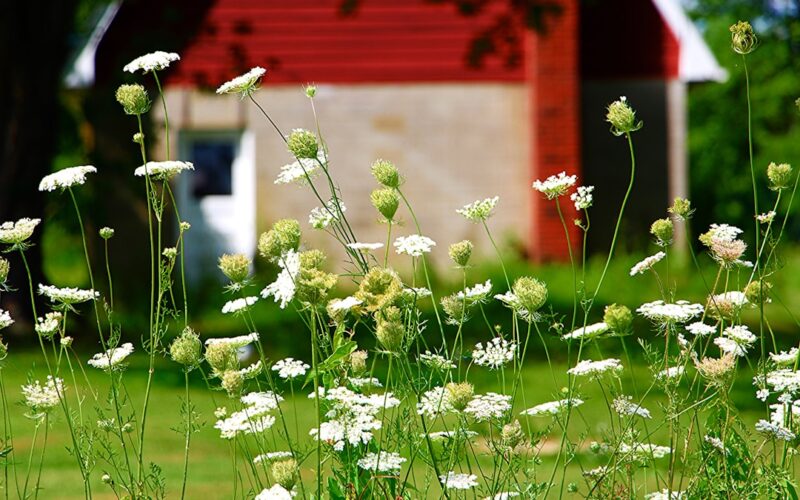 Japanese Knotweed Control: Legal Obligations for UK Gardens