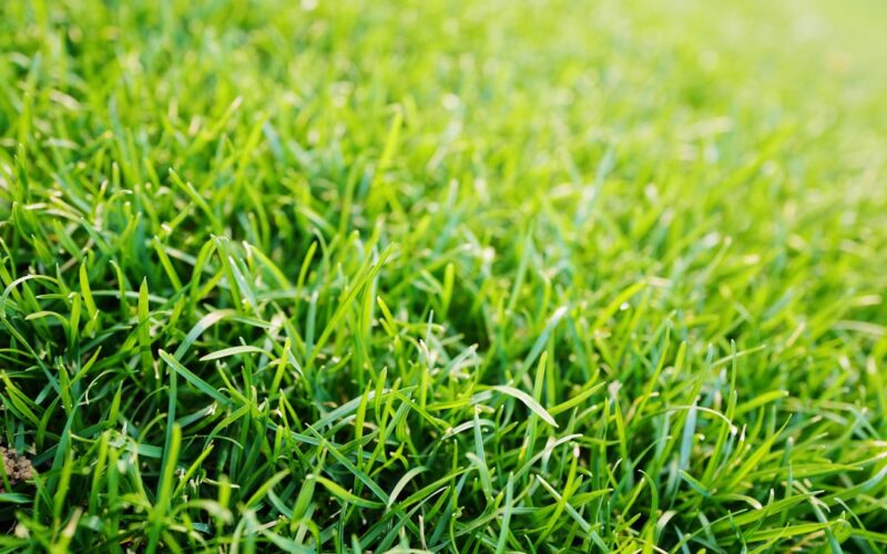 Japanese Knotweed Management: Legal Obligations for UK Property Owners