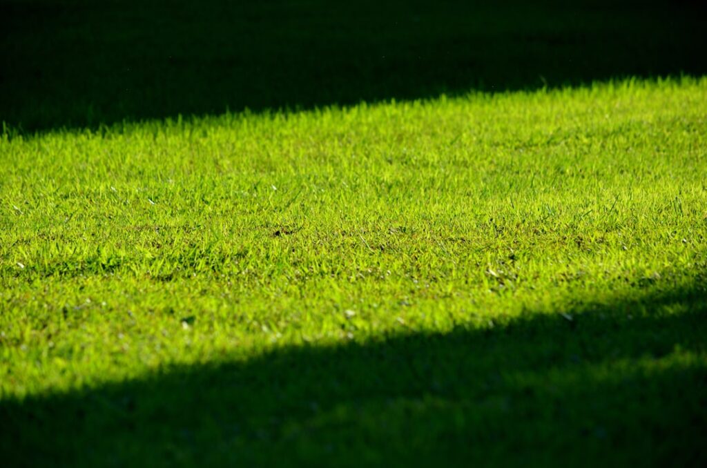 Japanese Knotweed Mortgage Surveys: TA6 Form Disclosure