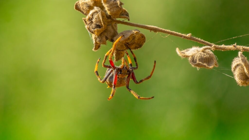 Pharaoh Ant Colonies: Multi-Queen Infestations in Flats