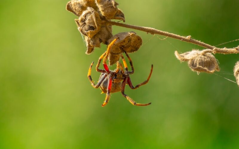 Pharaoh Ant Colonies: Multi-Queen Infestations in Flats