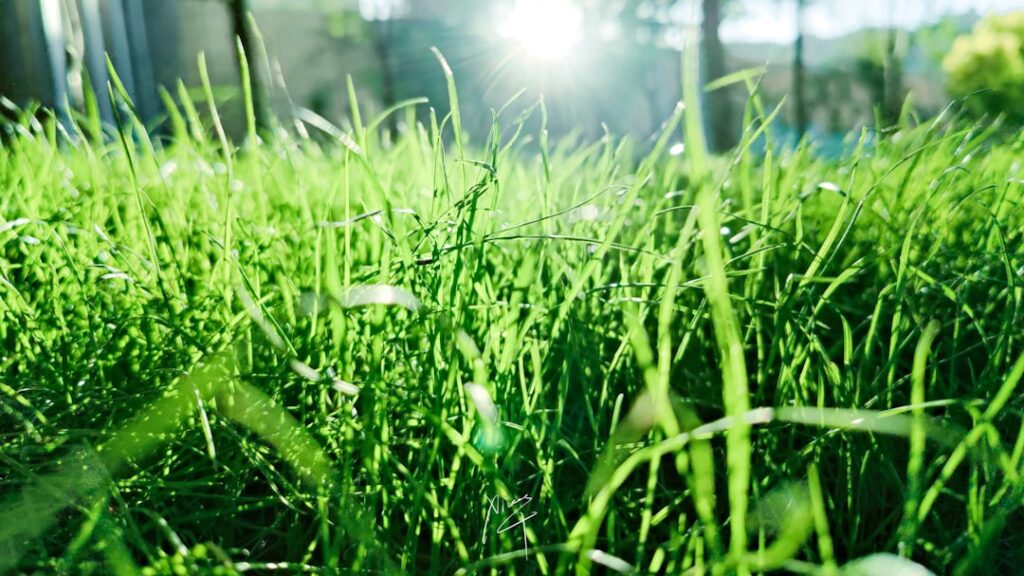 Red Thread Disease: Treating UK Lawn Fungal Outbreaks