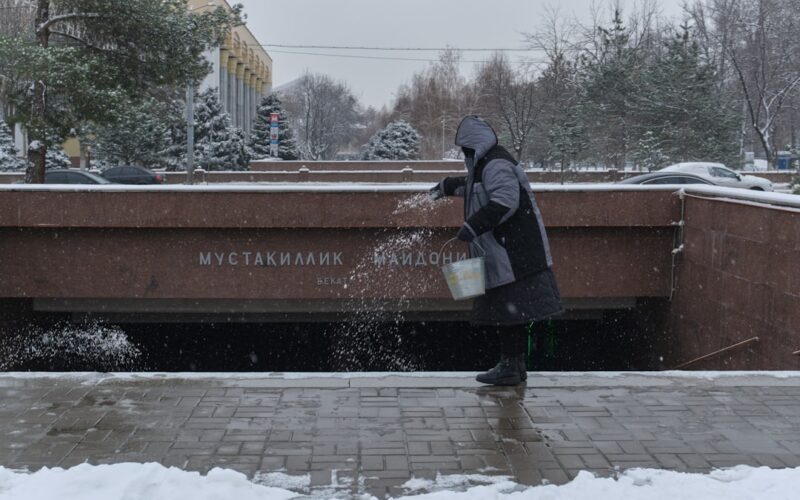 TPO Applications: Navigating Council Tree Protection Orders