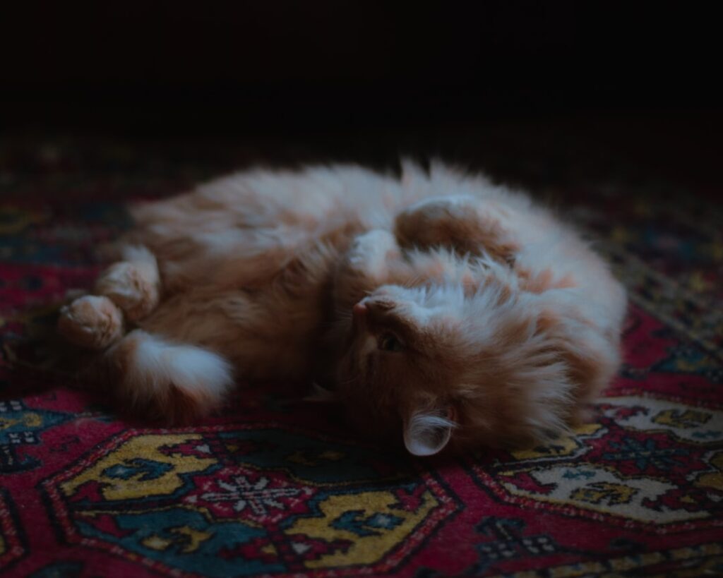 Victorian Tile Restoration: Deep Cleaning Encaustic Floor Patterns