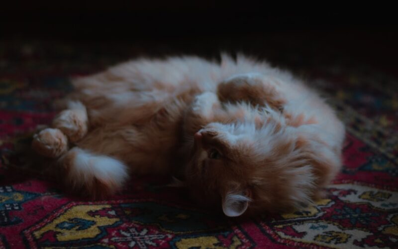 Victorian Tile Restoration: Deep Cleaning Encaustic Floor Patterns