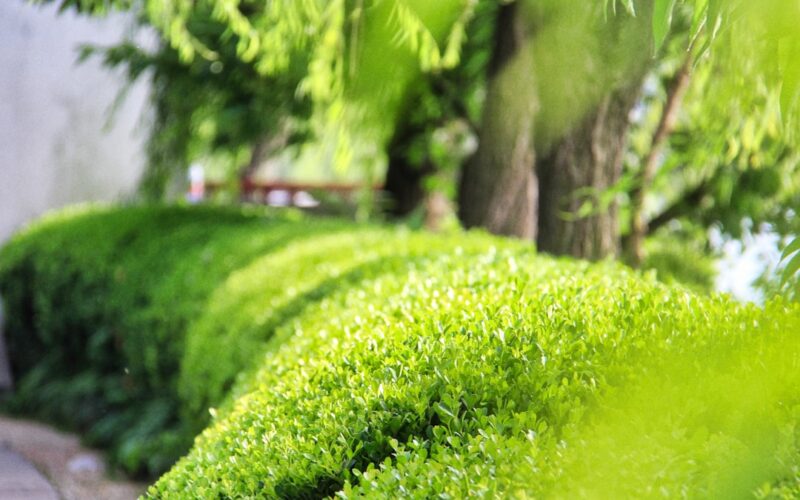 Wildflower Meadows: Creating Low-Maintenance Eco-Friendly Gardens