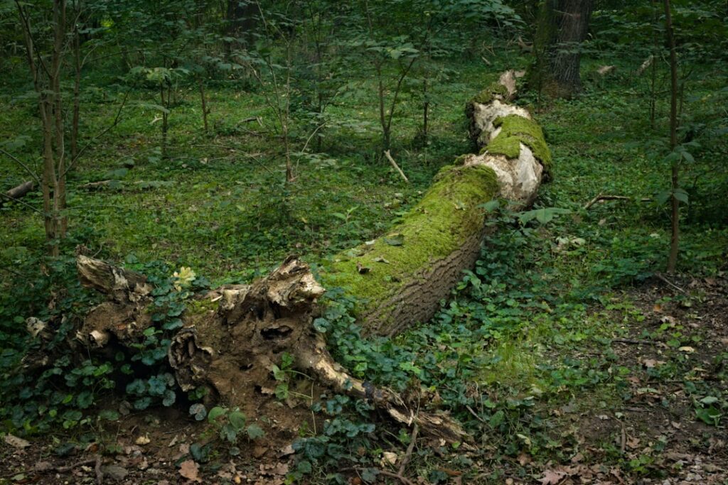 Ash Dieback Disease: Emergency Felling Notice Requirements