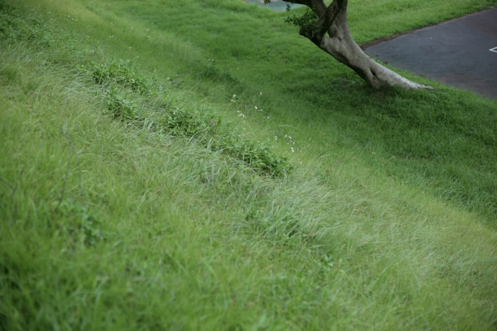 Chafer Grub Control: Protecting UK Lawns from Crow Damage