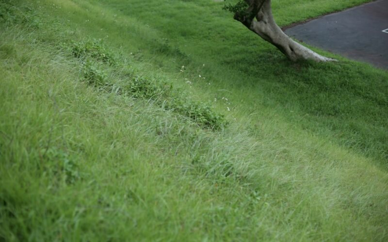 Chafer Grub Control: Protecting UK Lawns from Crow Damage