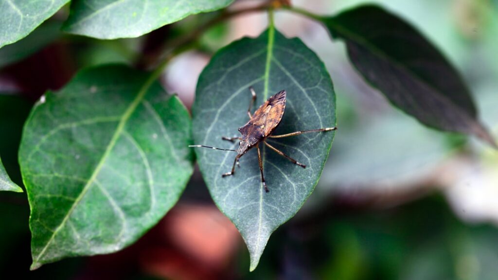 Cluster Fly Prevention in Rural Barn Conversions
