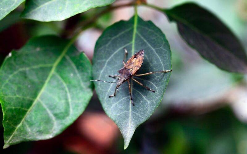 Cluster Fly Prevention in Rural Barn Conversions