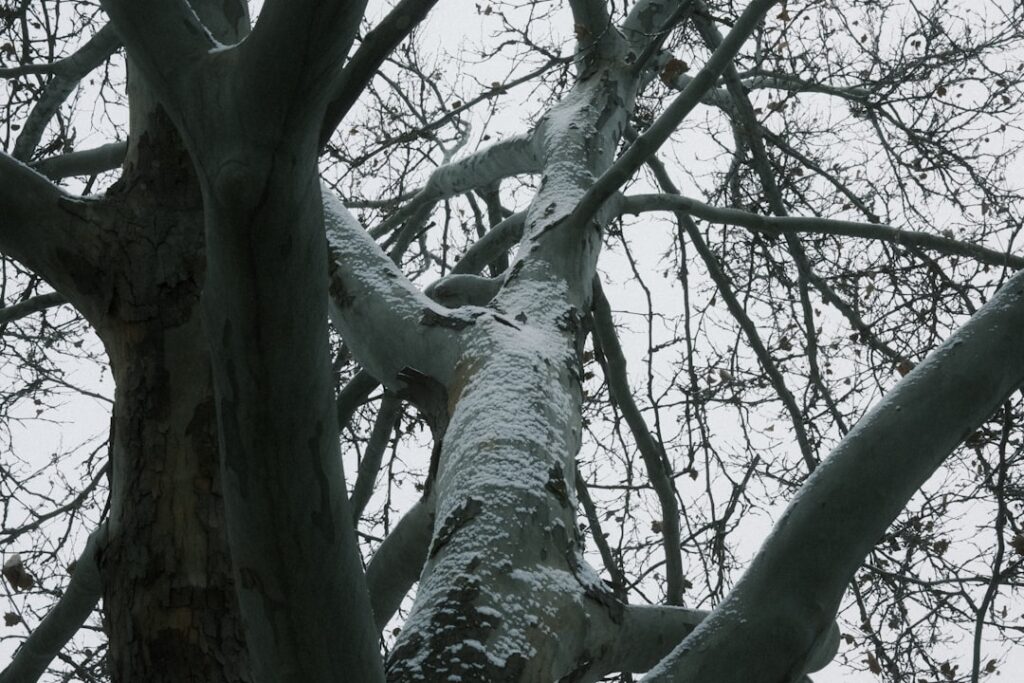 Honey Fungus Detection: Protecting Neighbouring Garden Trees