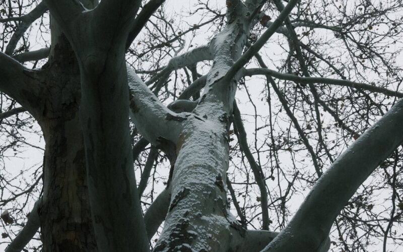 Honey Fungus Detection: Protecting Neighbouring Garden Trees