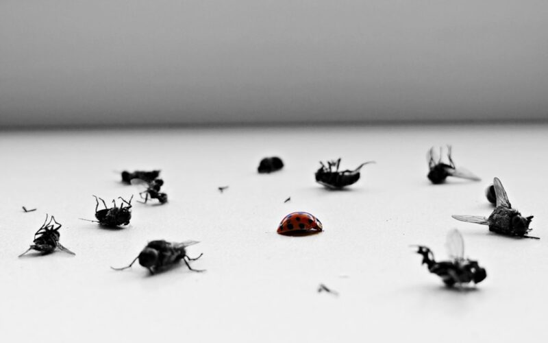 Silverfish Control in Edinburgh Tenement Basements