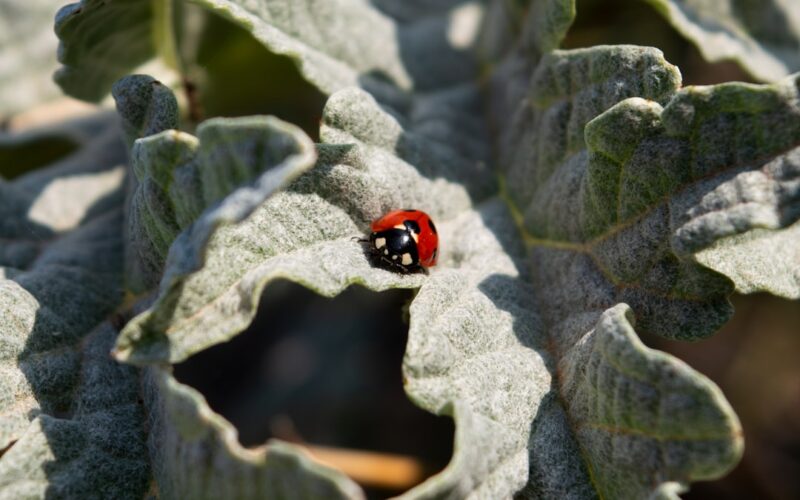 Silverfish Infestations: Protecting Period Property Libraries
