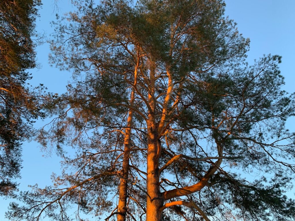 TPO Applications: Emergency Tree Work After Storm Damage