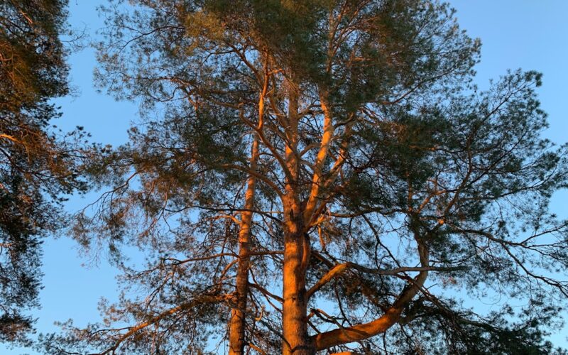 TPO Applications: Emergency Tree Work After Storm Damage